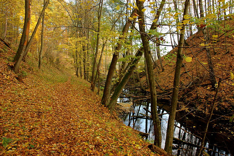 06_Bory Tucholskie.jpg